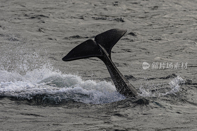 逆戟鲸或虎鲸(Orcinus Orca)，黑鱼或海狼，是海洋海豚家族中最大的物种。加拿大不列颠哥伦比亚省，温哥华岛，约翰斯通海峡。尾或尾片抛接。